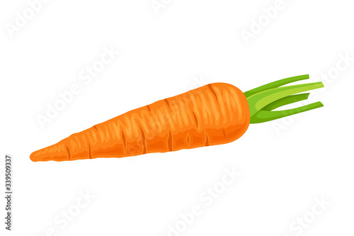 Orange Carrot Vegetable Isolated on White Background Vector Illustration