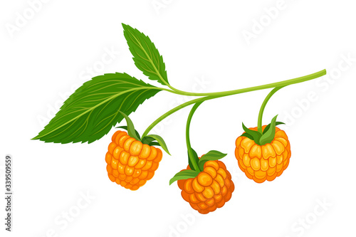 Orange Cloudberry Branch Isolated on White Background Vector Illustration