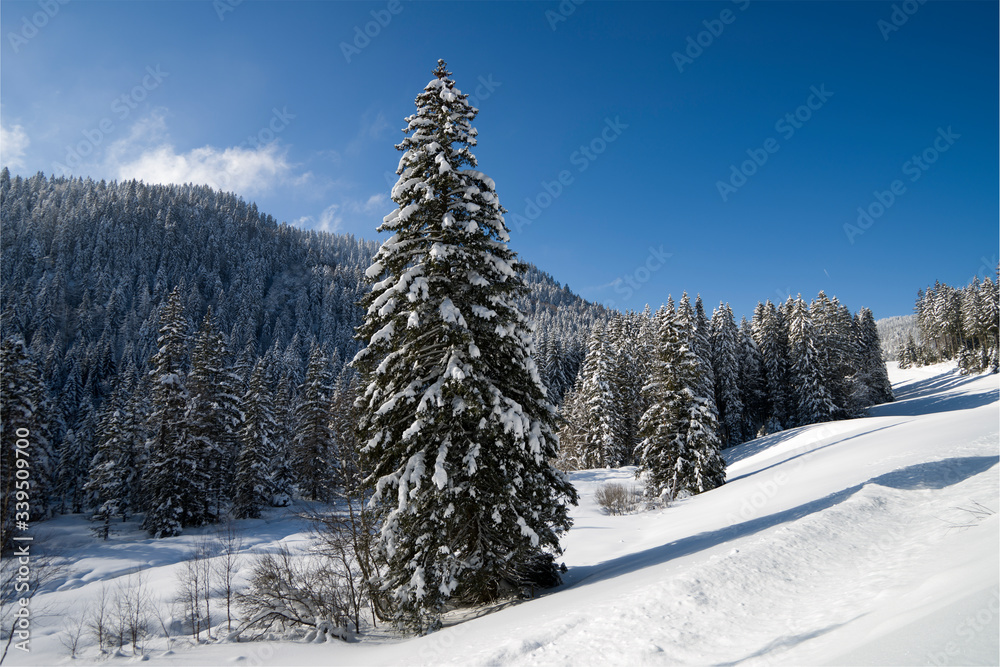 Fototapeta premium Schwarzwald im Winter