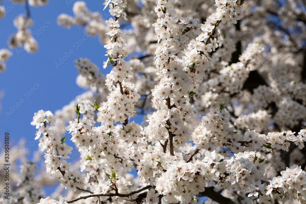 Mirabelle plum in the spring is often showered with a million white flowers. Mirabelle plum in the spring is often showered with a million white flowers.