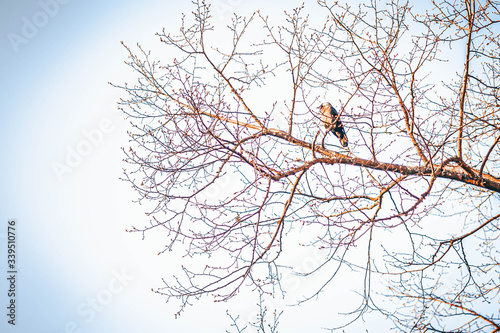 Bird on a tree © Evgeny
