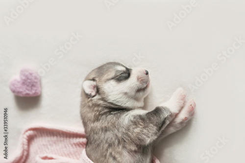 Newborn Siberian Husky puppy age of 1 days. Husky Dog Breeding. Concept of veterinary medicine  zoo clinic  veterinary clinic. Dog puppies sleep. Zoo hotel. Animal hotel. Goods for pets