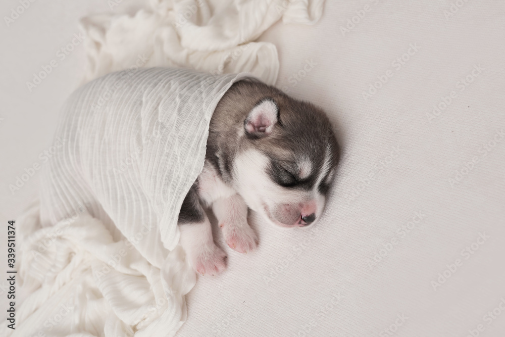 Newborn Siberian Husky puppy age of 1 days. Husky Dog Breeding. Concept of veterinary medicine, zoo clinic, veterinary clinic. Dog puppies sleep. Zoo hotel. Animal hotel. Goods for pets Newborn Siberian Husky puppy age of 1 days. Husky Dog Breeding. Concept of veterinary medicine, zoo clinic, veterinary clinic. Dog puppies sleep. Zoo hotel. Animal hotel. Goods for pets