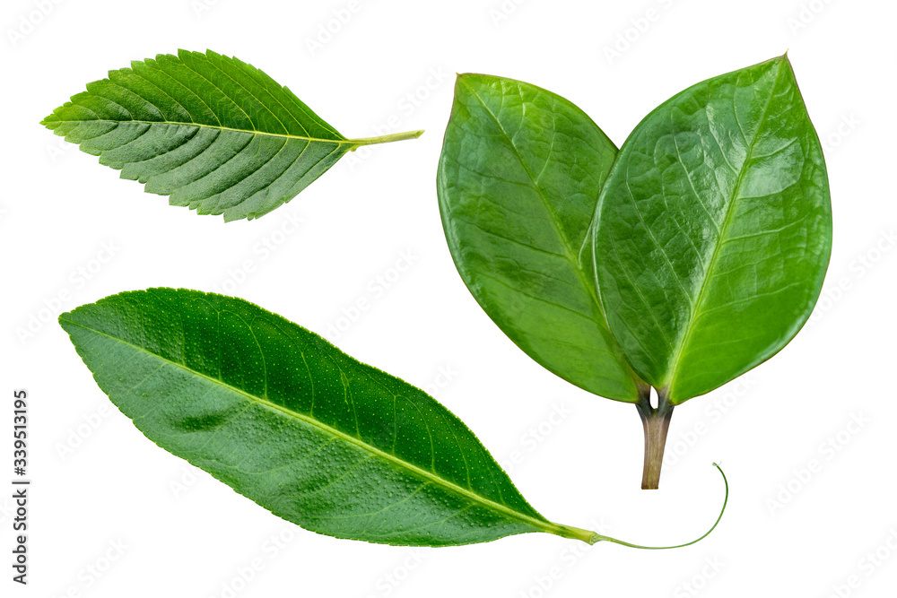 Fototapeta premium Green leaf isolated on whited background