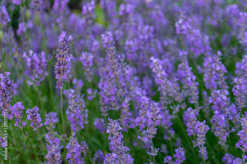 Lavender bushes close up. Gardening planting plants and botany.  Growing lavender. Aromatic flowers concept. Provence style.