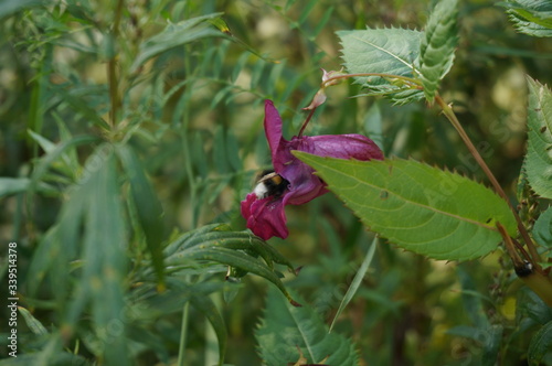 bumblebee in red flower