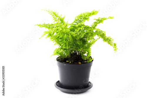 Ferns are growing in black pots on white background. © pattanawit