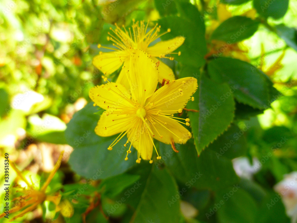 St John's Wort, common perforate St John's-wort, Hypericum perforatum. St John's Wort bloom on green leaves background. Medicinal herb to treat depressions. Selective focus, closeup St John's Wort, common perforate St John's-wort, Hypericum perforatum. St John's Wort bloom on green leaves background. Medicinal herb to treat depressions. Selective focus, closeup