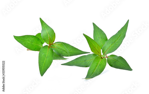 Polygonum odoratum leaves on white background
