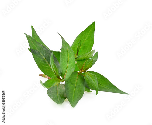Polygonum odoratum leaves on white background © Chanwit