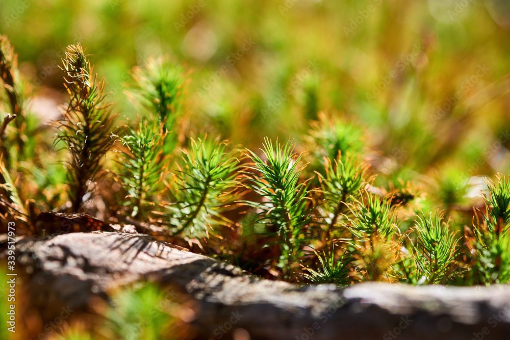 Beautiful moss background in the forest Beautiful moss background in the forest