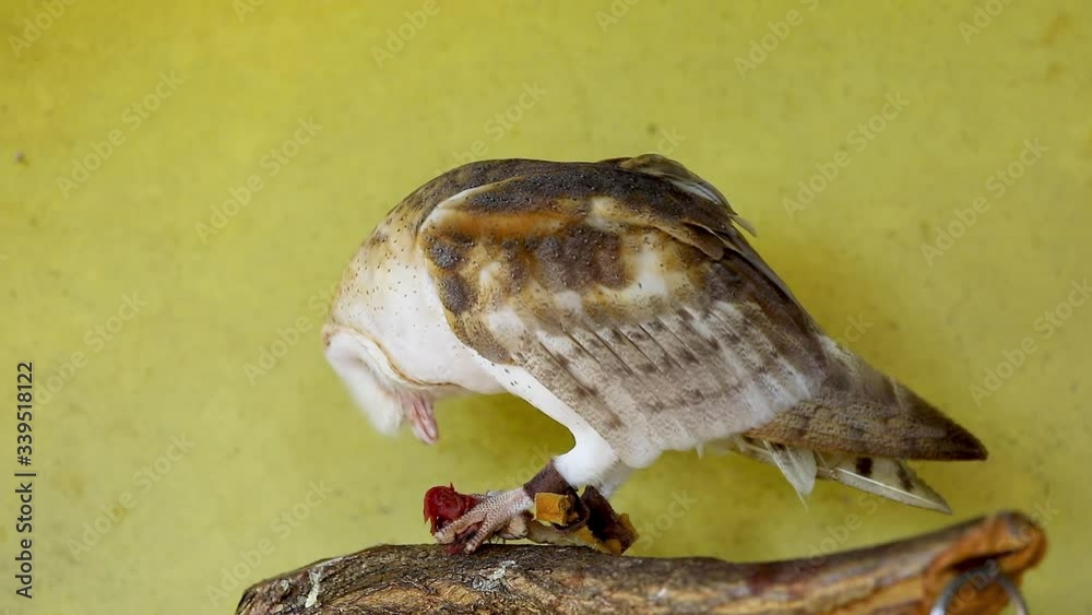 Barn owls eating rat, legal owl, falconry Barn owls eating rat, legal owl, falconry