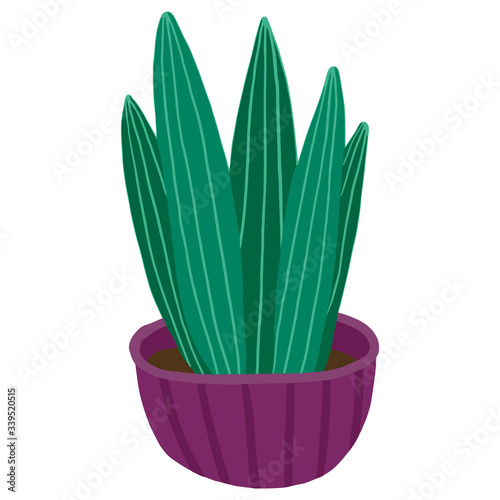 Cartoon succulents colorful vector aloe vera
