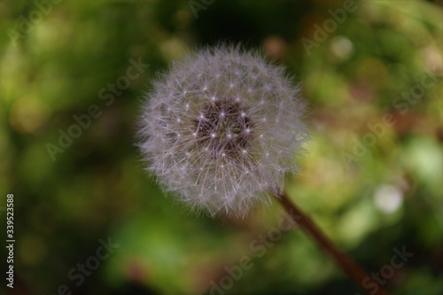 thistle flower in bloom