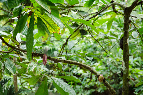 Pods growing on cocao tree photo