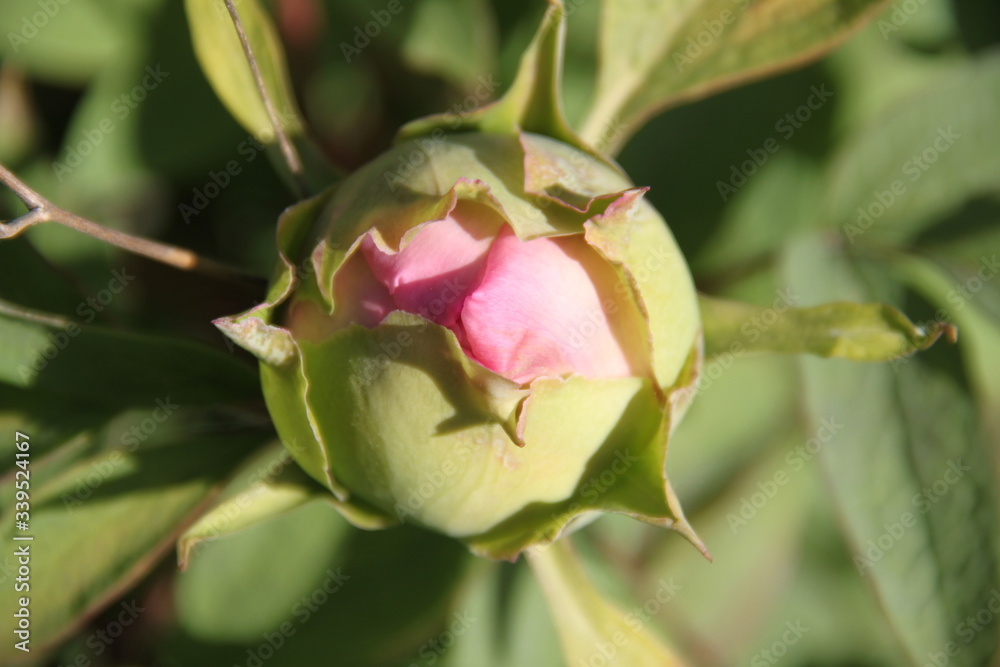 Peony bud spring flower blossom Peony bud spring flower blossom
