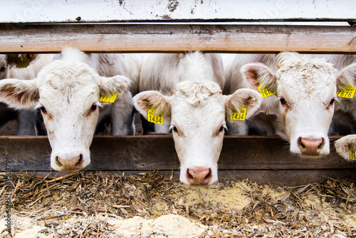Fotografie A cow and a bull stand in a camp on a large rural farm