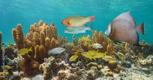 Caribbean sea underwater coral reef with colorful tropical fish  Greater Antilles  Cuba