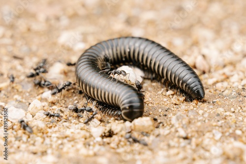 Vászonkép Closeup shot of black ants and millipede on a ground with a blurred background