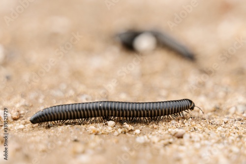 Vászonkép Closeup shot of a black millipede crawling on a ground with a blurred background