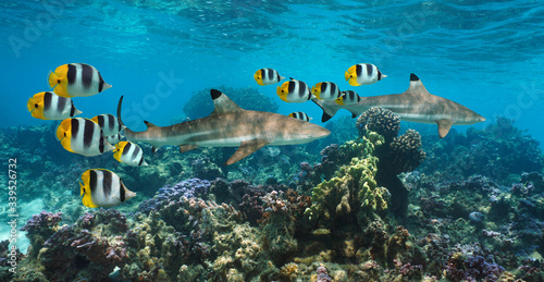 Fototapeta Naklejka Na Ścianę i Meble -  Sharks underwater in a colorful coral reef with tropical fish, Pacific ocean, French Polynesia, Oceania