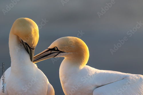 Germany, Helgoland, Morus bassanus, two gannets huddling together on their nests on a rock in the setting sun in the background of a beautiful blue sea. Photo of wild nature.