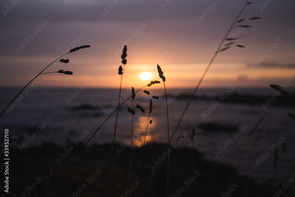 Plant silhouette at sunset over the ocean