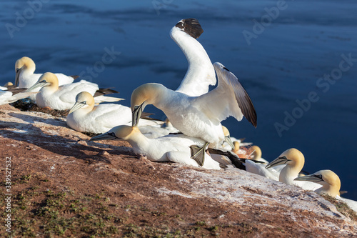 Germany, Helgoland, Morus bassanus, Northern Gannet - Colony of Northern Gannets sitting on nests on a rock in the setting sun in the beautiful blue sea background