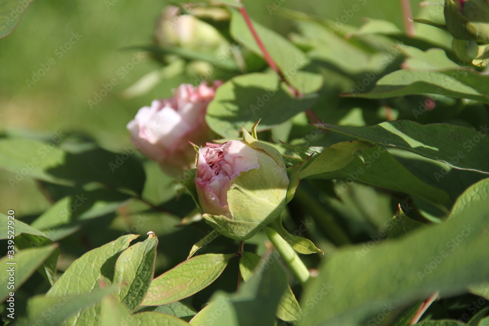 Peony bud spring flower blossom Peony bud spring flower blossom