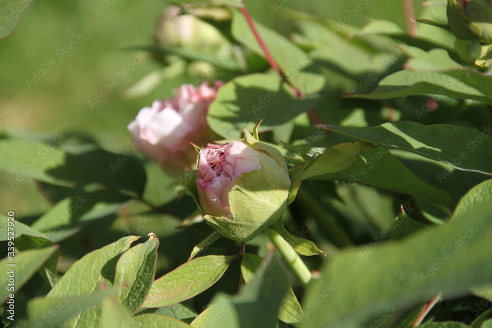 Peony bud spring flower blossom