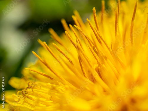 Foto macro yellow dandelion flower with stamen details