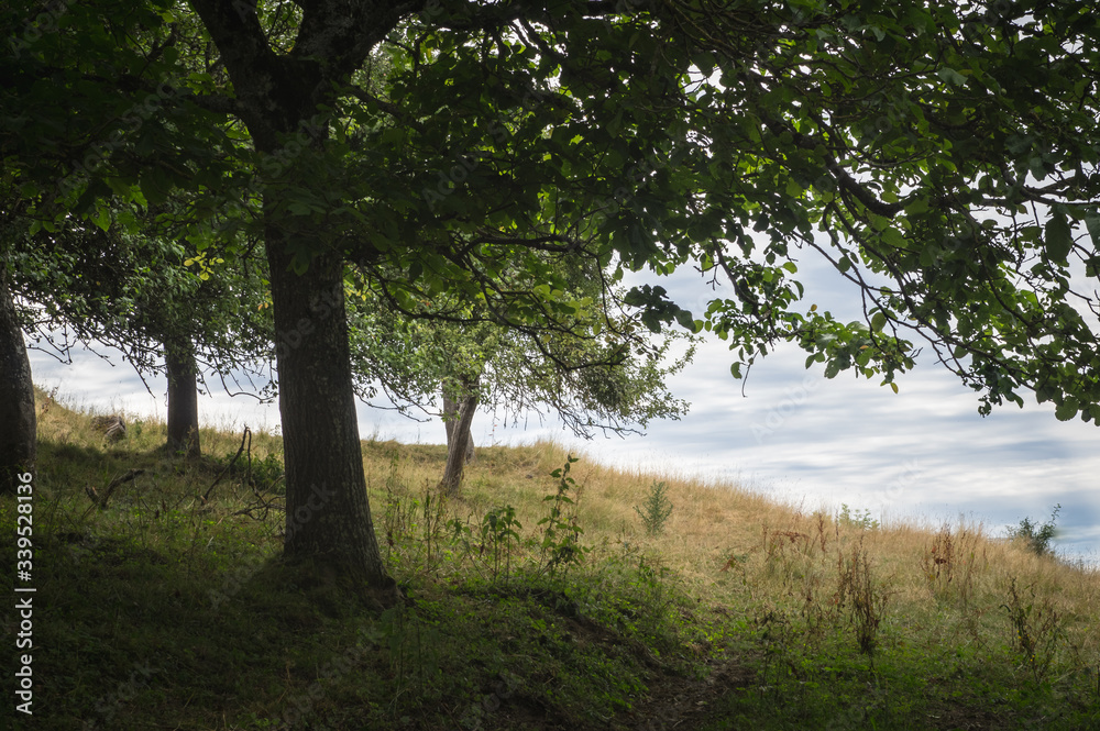 Bel arbre dans un champ sur une colline Bel arbre dans un champ sur une colline