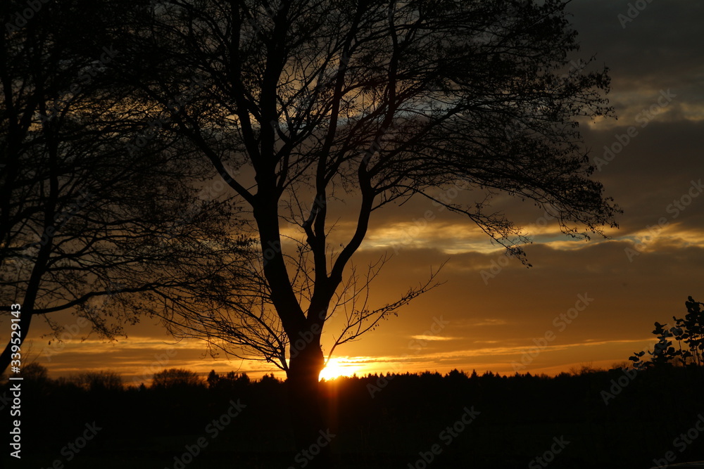 Sonnenuntergang mit Baum