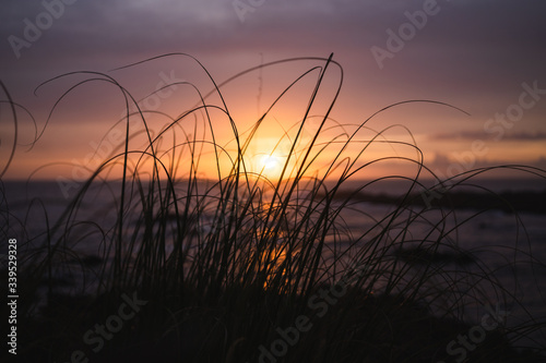 Grass silhouette at sunset over the ocean