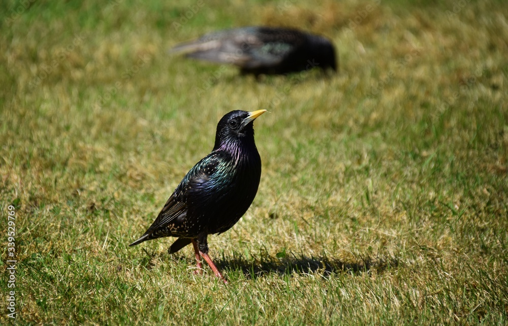 Fototapeta premium starling in the sun