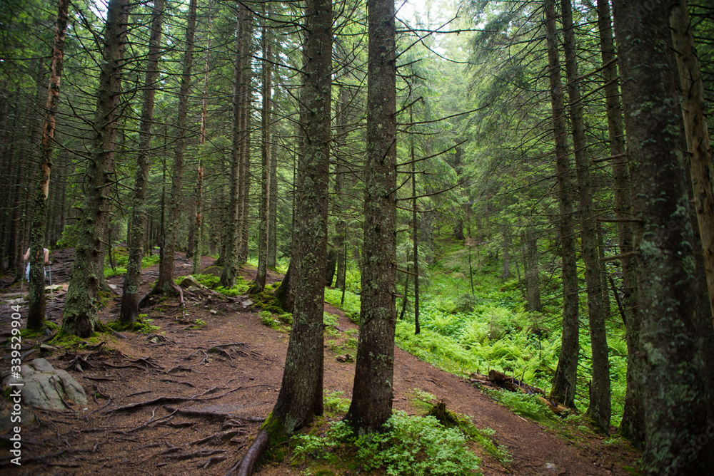Fototapeta premium footpath in the woods