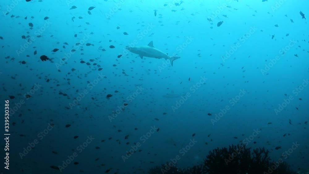 Grey reef sharks swimming through schools of small fish in deep blue water Grey reef sharks swimming through schools of small fish in deep blue water