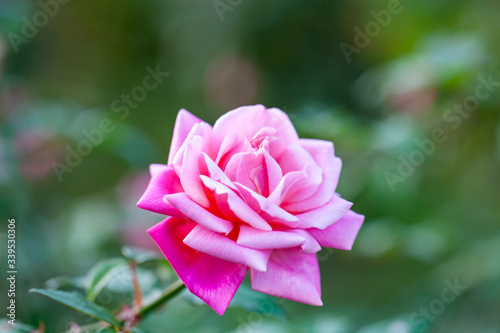 rose / ピンクの複色のバラ マダム ロンバール Mme.Lombard