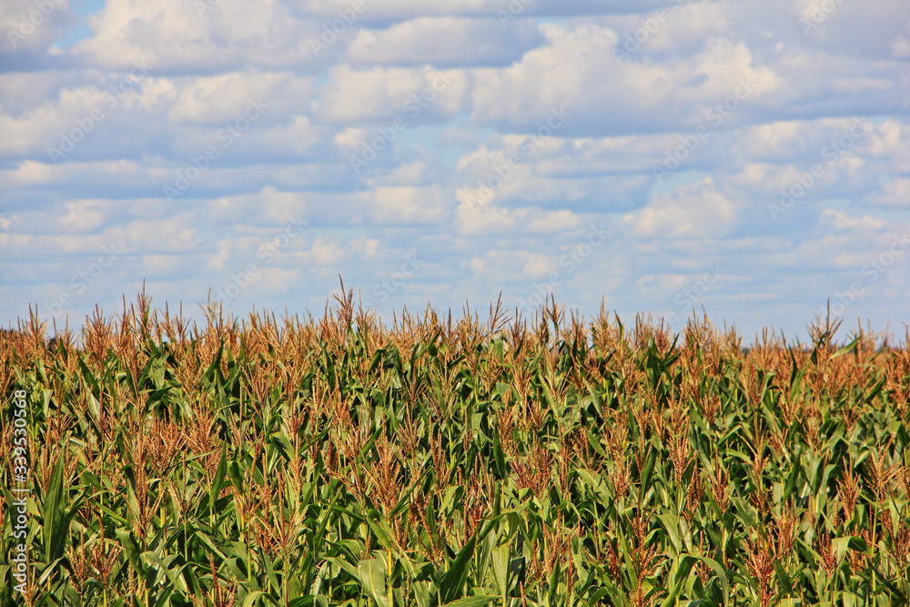 Obraz premium Endless corn field with blue cloudy sky at Sunny summer day, beautiful rural landscape
