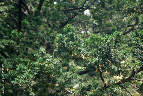 Common yew branches in the garden