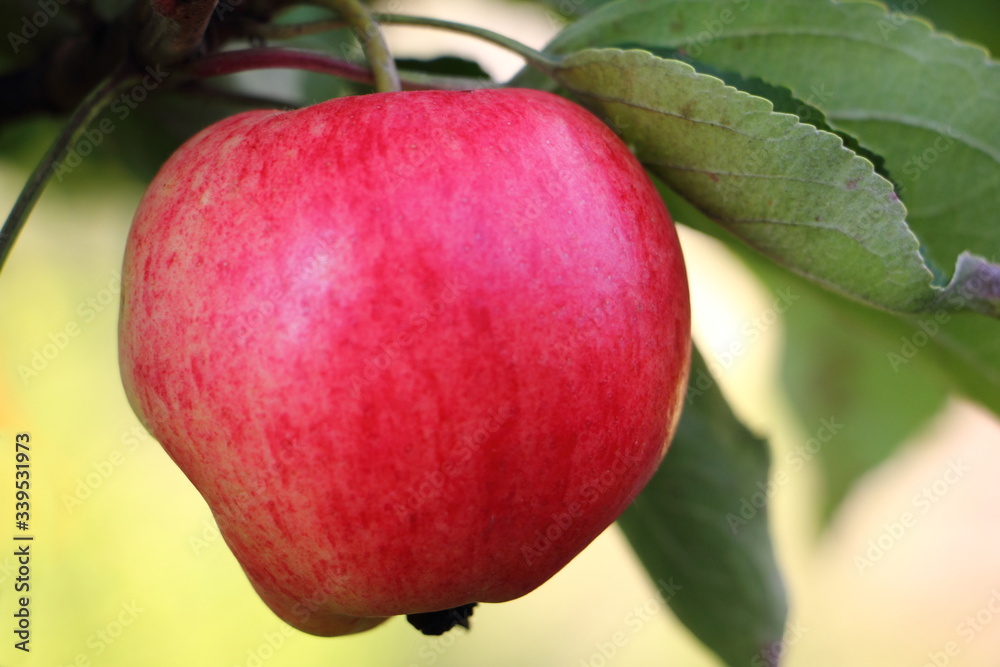 Red ripe Apple with green leaves on a branch close up, fresh home-made vegetables, healthy food Red ripe Apple with green leaves on a branch close up, fresh home-made vegetables, healthy food