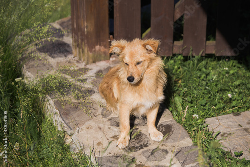 Closeup view portrait of cute calm yellow dog sitting outdoors on ground. © Andrii Oleksiienko