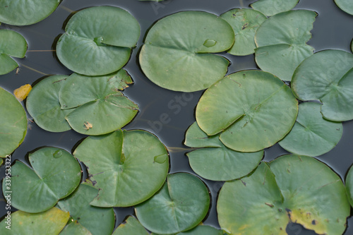 Lotus-Blätter im Teich