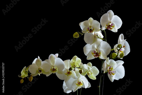 Fototapeta Naklejka Na Ścianę i Meble -  Phalaenopsis orchid flower branch closeup