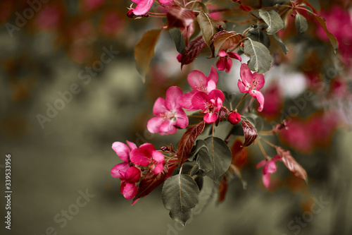 Sprig of pink flowers with green leaves of apple isolated on a white background