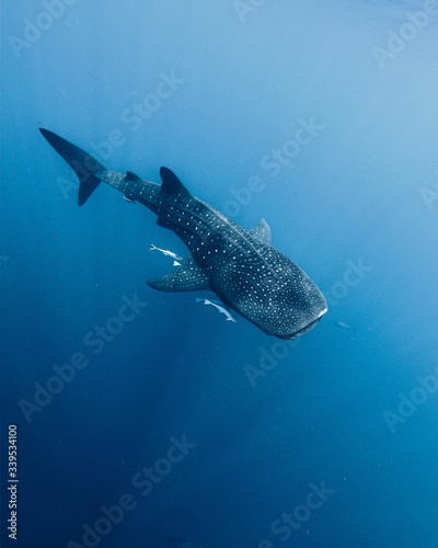 Tiburón ballena en Madagascar