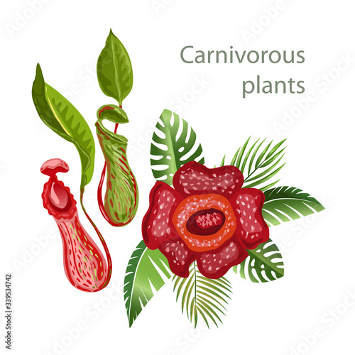 Rafflesia - biggest flower, Nepenthes plant. 