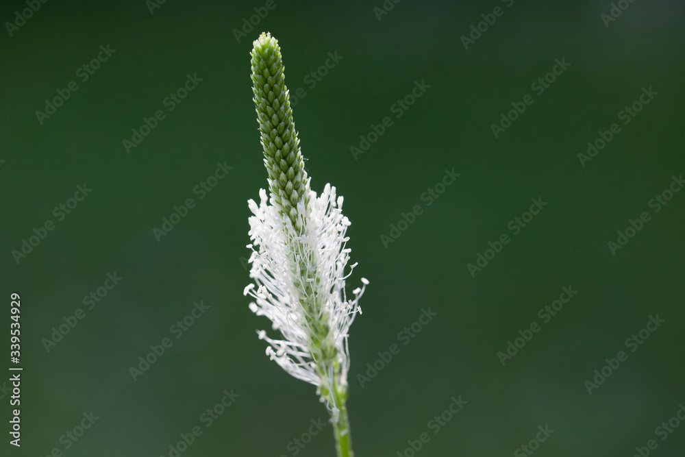 White petals on a flowering plantain.