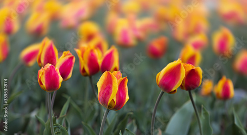 red yellow tulips background.