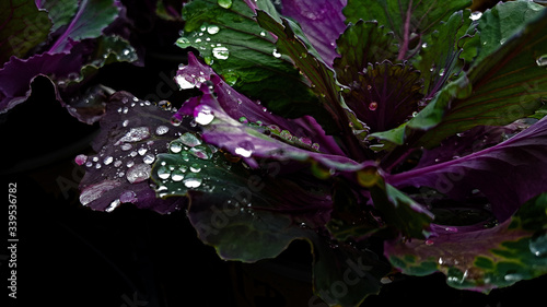 purple flower with water drops